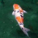 肖燚的个人资料头像