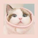 同志87899的个人资料头像