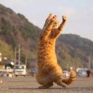 羽茜的个人资料头像