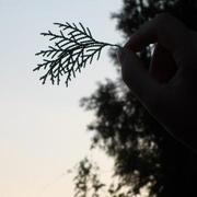 Tipwheal的个人资料头像