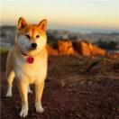 不加糖的咖啡君的个人资料头像