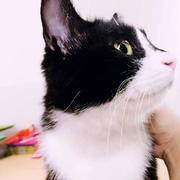 wangzilinn的个人资料头像