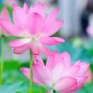 春暖花开同学88896的个人资料头像