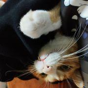 伏菟的狗的个人资料头像