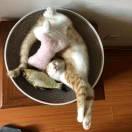 石桥同志的个人资料头像