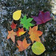 chore的个人资料头像