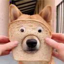 Joson的个人资料头像