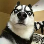 guiyu1230的个人资料头像