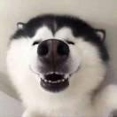 ice在掘金90100的个人资料头像