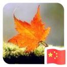 木有枝本尊90105的个人资料头像