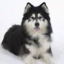 天走召的个人资料头像