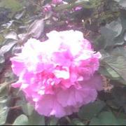 JosFloy的个人资料头像