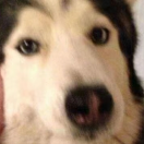 么么哒爱学习90365的个人资料头像