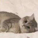 PDXing的个人资料头像