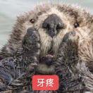 五行缺肉的个人资料头像