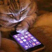 AllureLoved的个人资料头像