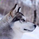 霜雪千年重名了的个人资料头像