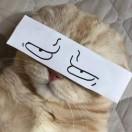 丁十八的个人资料头像