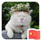 微风拂柳的个人资料头像