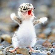 ChennSun的个人资料头像