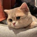 兽性大发的林大圣的个人资料头像