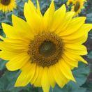 橙橙子的个人资料头像