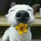 擎天小肥猪的个人资料头像