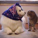 酱的个人资料头像