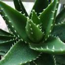 DonaldSteve的个人资料头像