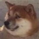 叉排骨的个人资料头像