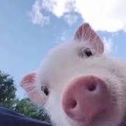 zddlb的个人资料头像