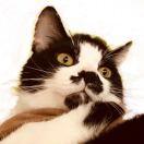 XiaomanVortex的个人资料头像