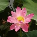 挑战5可能的个人资料头像