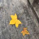 路过未来的个人资料头像