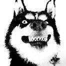 浪浪i的个人资料头像