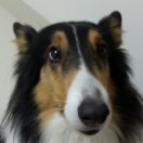 hoko不想说话的个人资料头像