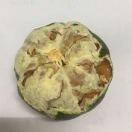 被嫌弃的松子的一生的个人资料头像