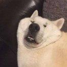 小俊面向对象的个人资料头像