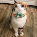 杨通不想说话的个人资料头像