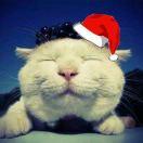 十三月同志的个人资料头像