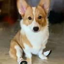 巧克力猪的个人资料头像