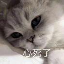 哈哈不想说话98130的个人资料头像