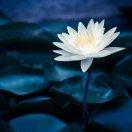 离染的个人资料头像