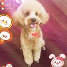 SmileKong的个人资料头像