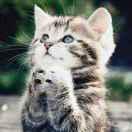 小精逗儿本尊的个人资料头像