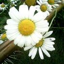 韶华晨光的个人资料头像