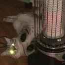 fishingninja的个人资料头像