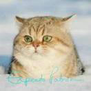 黄嵚Carrie的个人资料头像