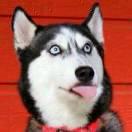 简直可怕本尊的个人资料头像