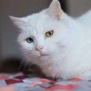 剑胆琴心酱的个人资料头像